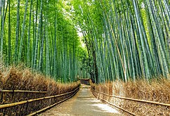 2021 Sagano Bamboo forest in Arashiyama, Kyoto, Japan.jpg